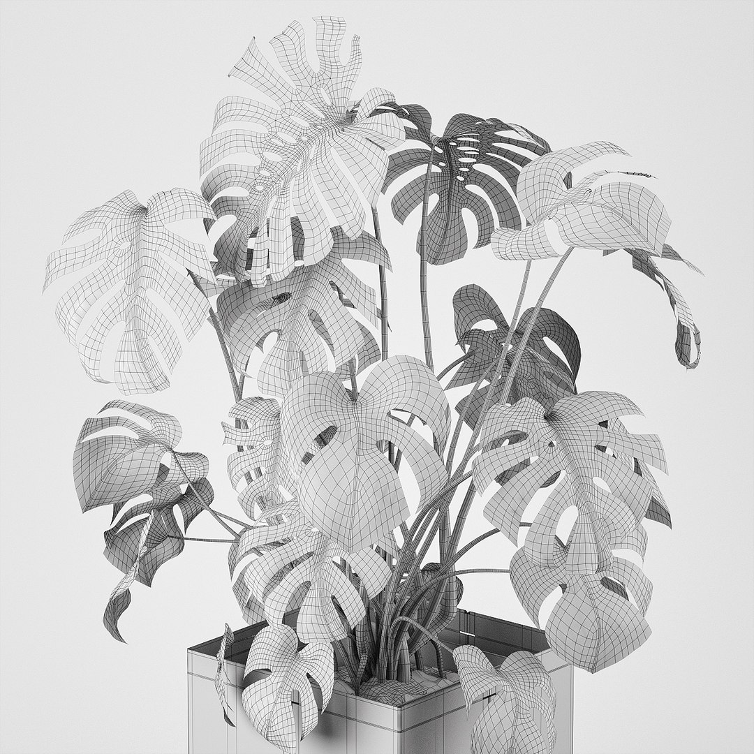 pot cape tree 3D https://p.turbosquid.com/ts-thumb/c2/jCidkR/koo7pb5G/wire0007/jpg/1577347158/1920x1080/fit_q87/92b9dc44aabaf01b1304d5bc56f71ce1799f3a0d/wire0007.jpg