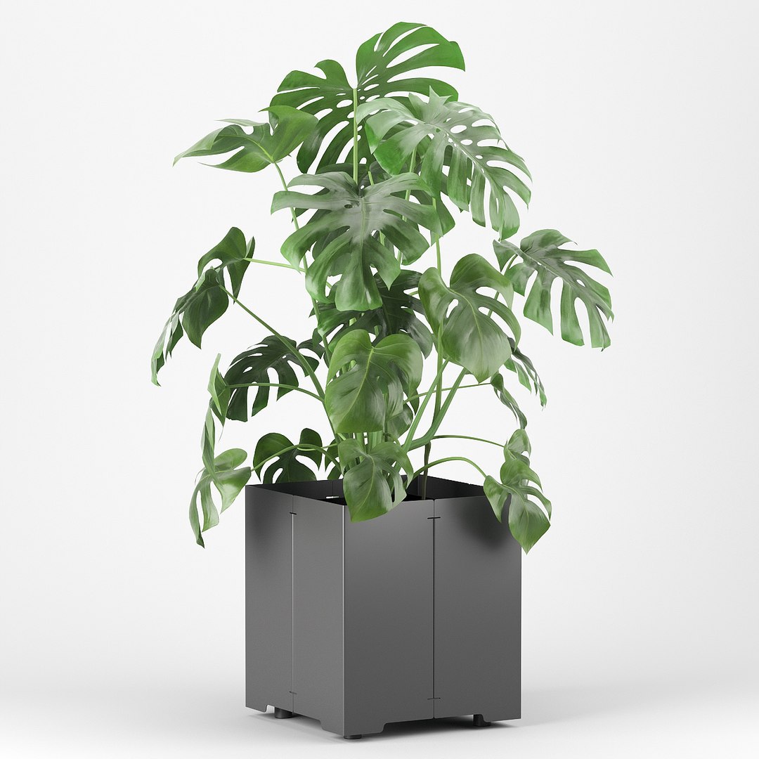 pot cape tree 3D https://p.turbosquid.com/ts-thumb/c2/jCidkR/onQ8doUb/mod040002/jpg/1577347158/1920x1080/fit_q87/98ee1f72842e351314861d50b083e06b323520e3/mod040002.jpg