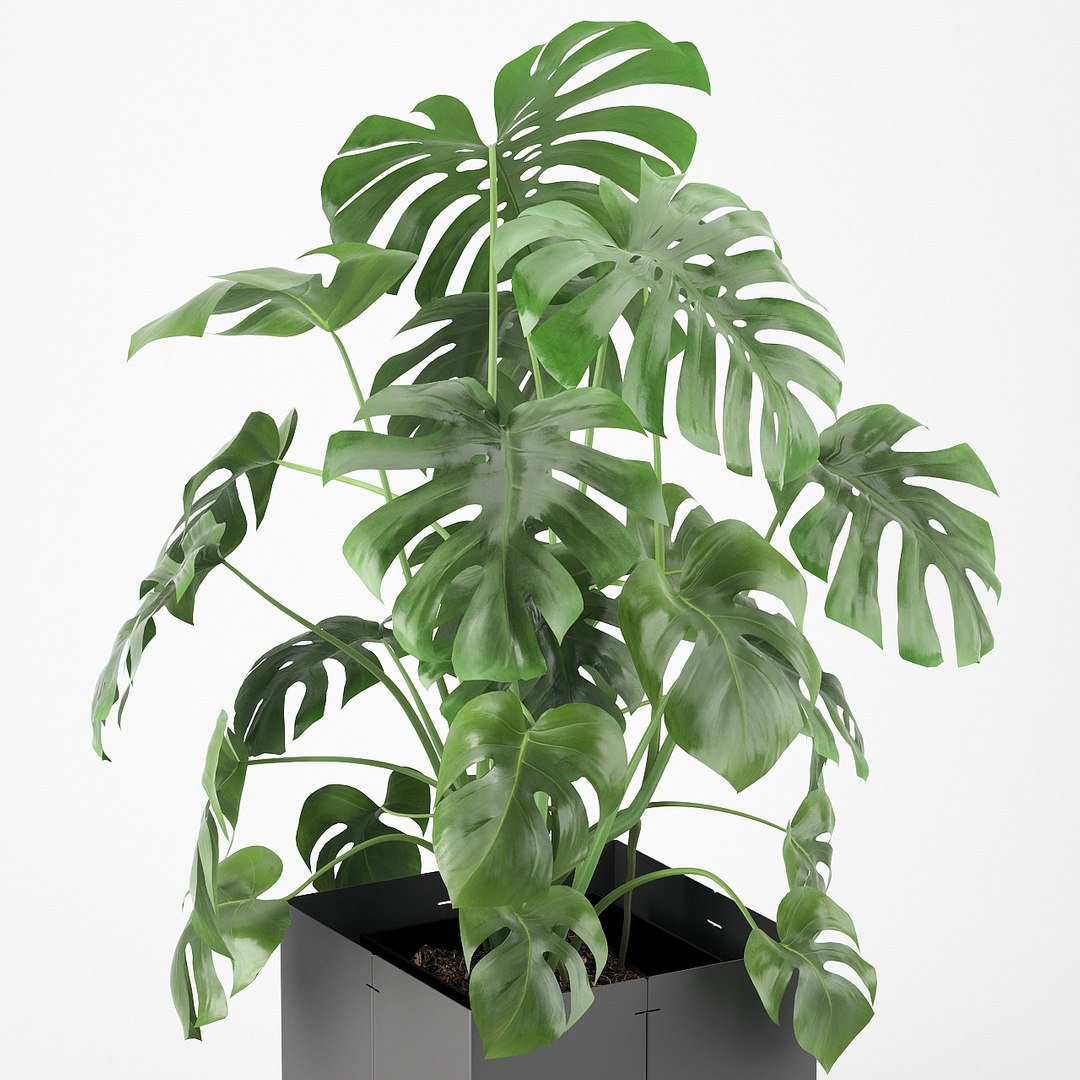 pot cape tree 3D https://p.turbosquid.com/ts-thumb/c2/jCidkR/wV75sFqf/mod040006/jpg/1577347158/1920x1080/fit_q87/c2d45272114ef41cb385d5e16146f94a4539050f/mod040006.jpg