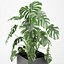 Monstera árvore em uma panela 04 (Coleção CAPE)