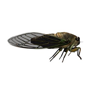 3d model rigged cicada