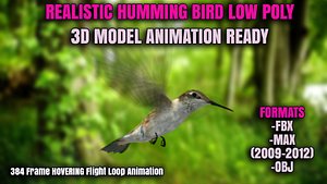 Humming Bird 3D Low Poly Realistic Animated Model