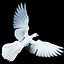 pigeon skinned rigged 3d model