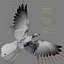 pigeon skinned rigged 3d model