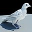 pigeon skinned rigged 3d model