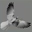 pigeon skinned rigged 3d model