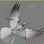 pigeon skinned rigged 3d model