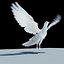 pigeon skinned rigged 3d model