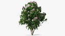 Bronze Leaved Clerodendrum Flowering Plant