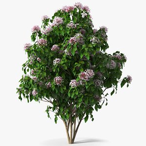 3D Bronze Leaved Clerodendrum Flowering Plant