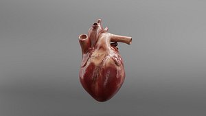 The human heart beats blender