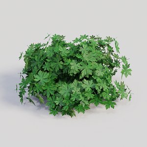 3D model geranium flowers
