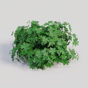 Geranium (No Flowers)