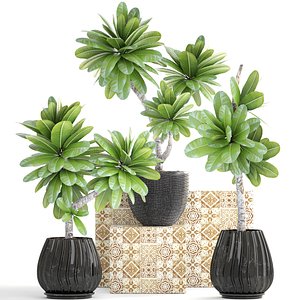 Collection of plants Frangipani