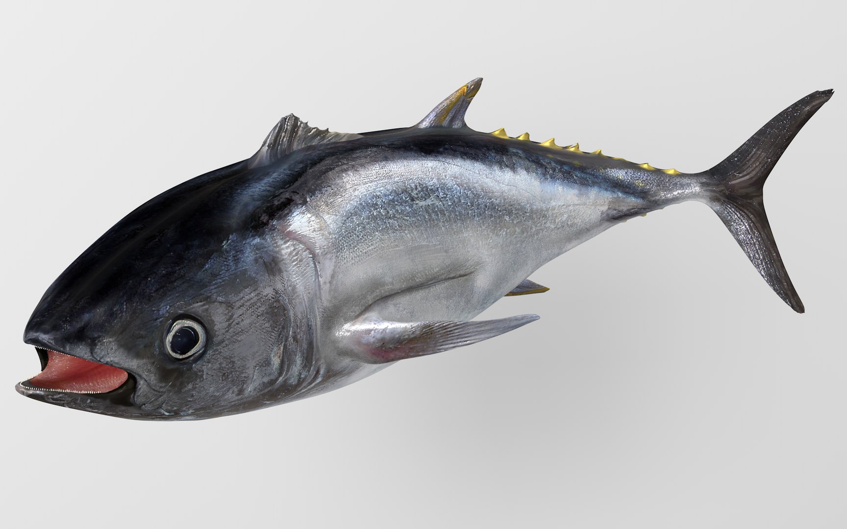 TUNA FISH Rigged  L1889 3D model https://p.turbosquid.com/ts-thumb/c3/DAsxgE/A4/1stf_i5_0028/png/1671498372/1920x1080/fit_q87/8d842190532ae30ac4e8b46fd3893eb003746a99/1stf_i5_0028.jpg