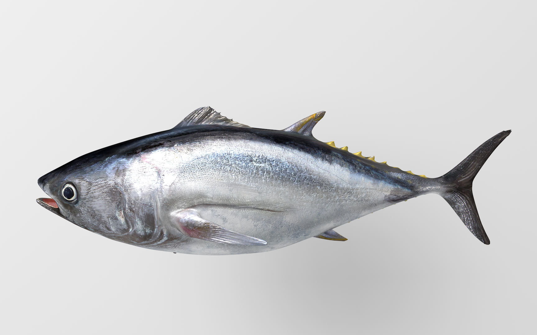 TUNA FISH Rigged  L1889 3D model https://p.turbosquid.com/ts-thumb/c3/DAsxgE/GP/0000/png/1671587106/1920x1080/turn_fit_q99/af39959f7aebd706b2a9d76ae277c4f3e7d41647/0000-1.jpg