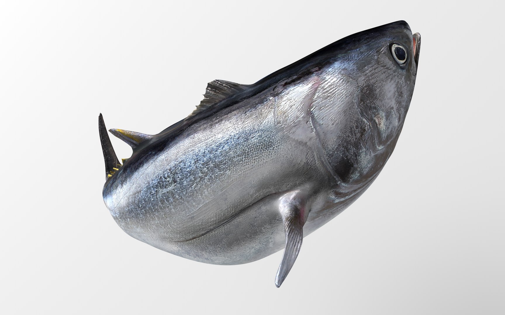 TUNA FISH Rigged  L1889 3D model https://p.turbosquid.com/ts-thumb/c3/DAsxgE/Hp/25_i29_0030/png/1671498393/1920x1080/fit_q87/2847903d619e59dd785a038bddd82055ef7bfca8/25_i29_0030.jpg