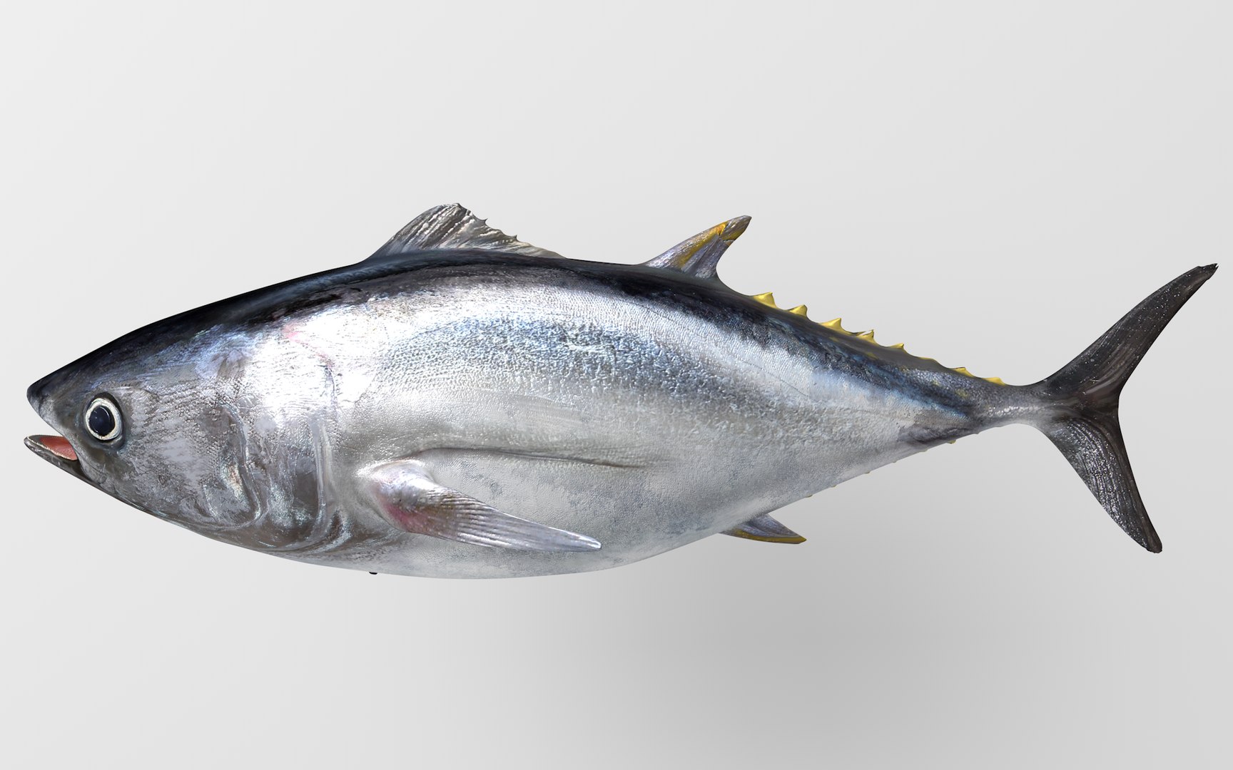 TUNA FISH Rigged  L1889 3D model https://p.turbosquid.com/ts-thumb/c3/DAsxgE/LS/1st0000/png/1671498375/1920x1080/fit_q87/465be5a9f9992ae17bbd2d0f50bda1bb4810e03e/1st0000.jpg