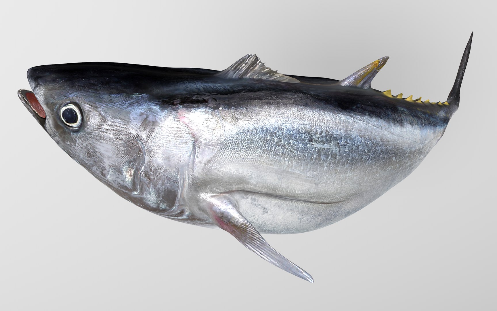 TUNA FISH Rigged  L1889 3D model https://p.turbosquid.com/ts-thumb/c3/DAsxgE/Vb/06_i9_0015/png/1671498381/1920x1080/fit_q87/035e05f81b3db7abbeab36285f0e4f9ea3fdd664/06_i9_0015.jpg