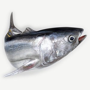 TUNA FISH Rigged  L1889 3D model