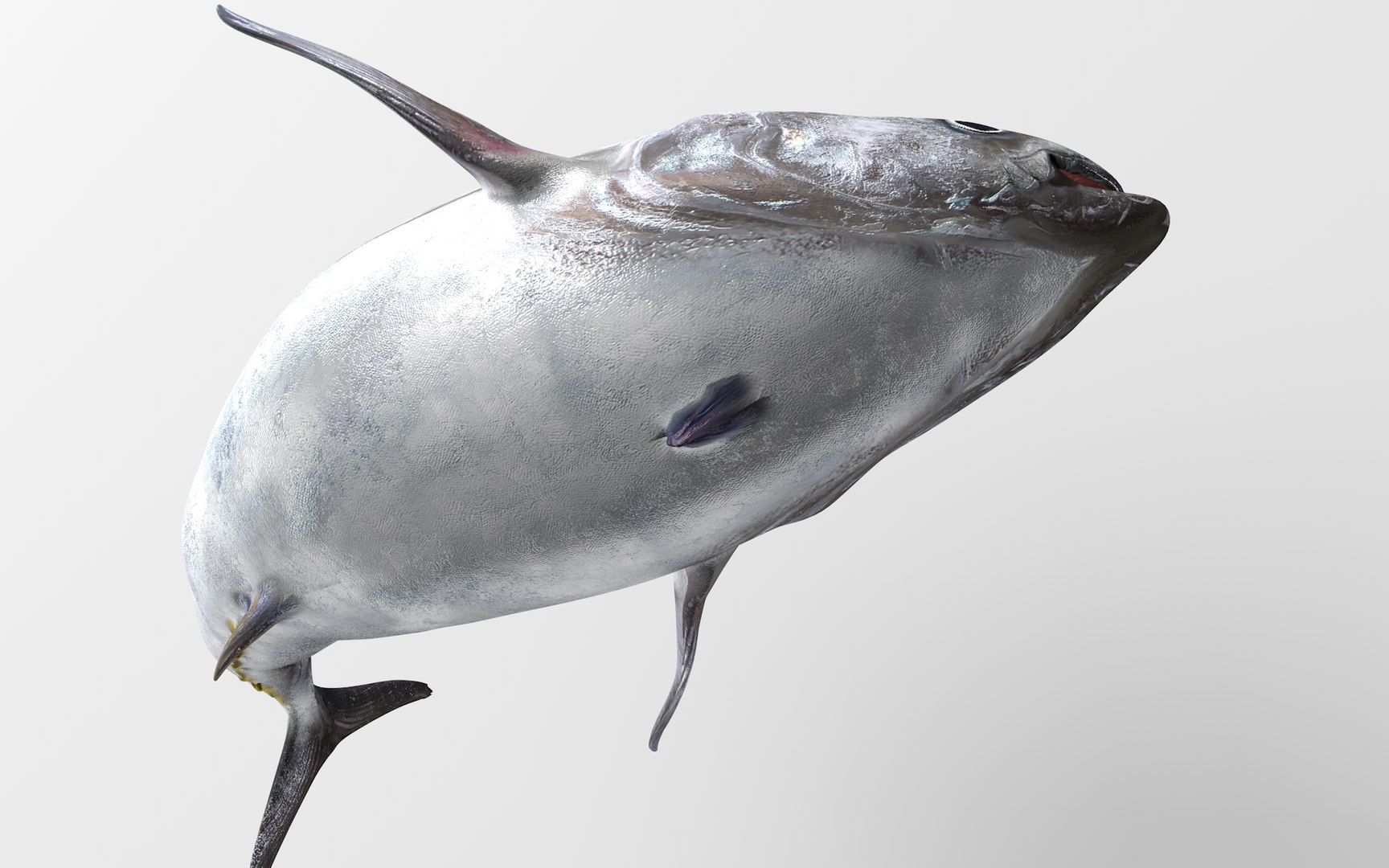 TUNA FISH Rigged  L1889 3D model https://p.turbosquid.com/ts-thumb/c3/DAsxgE/vZ/29_i32_0061/png/1671498396/1920x1080/fit_q87/610a37fce989177b8c044e459667b54483816528/29_i32_0061.jpg