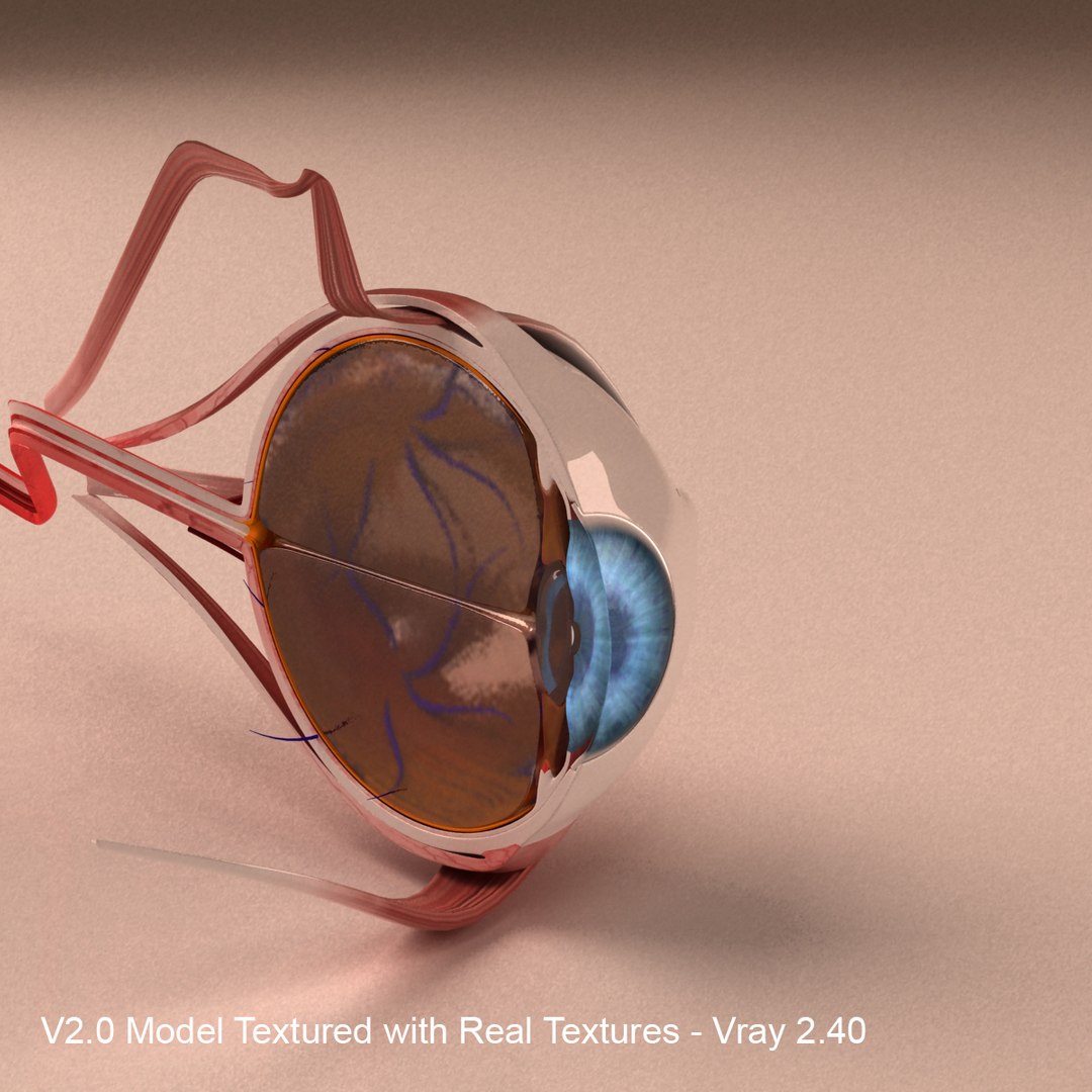 3d model human eye section