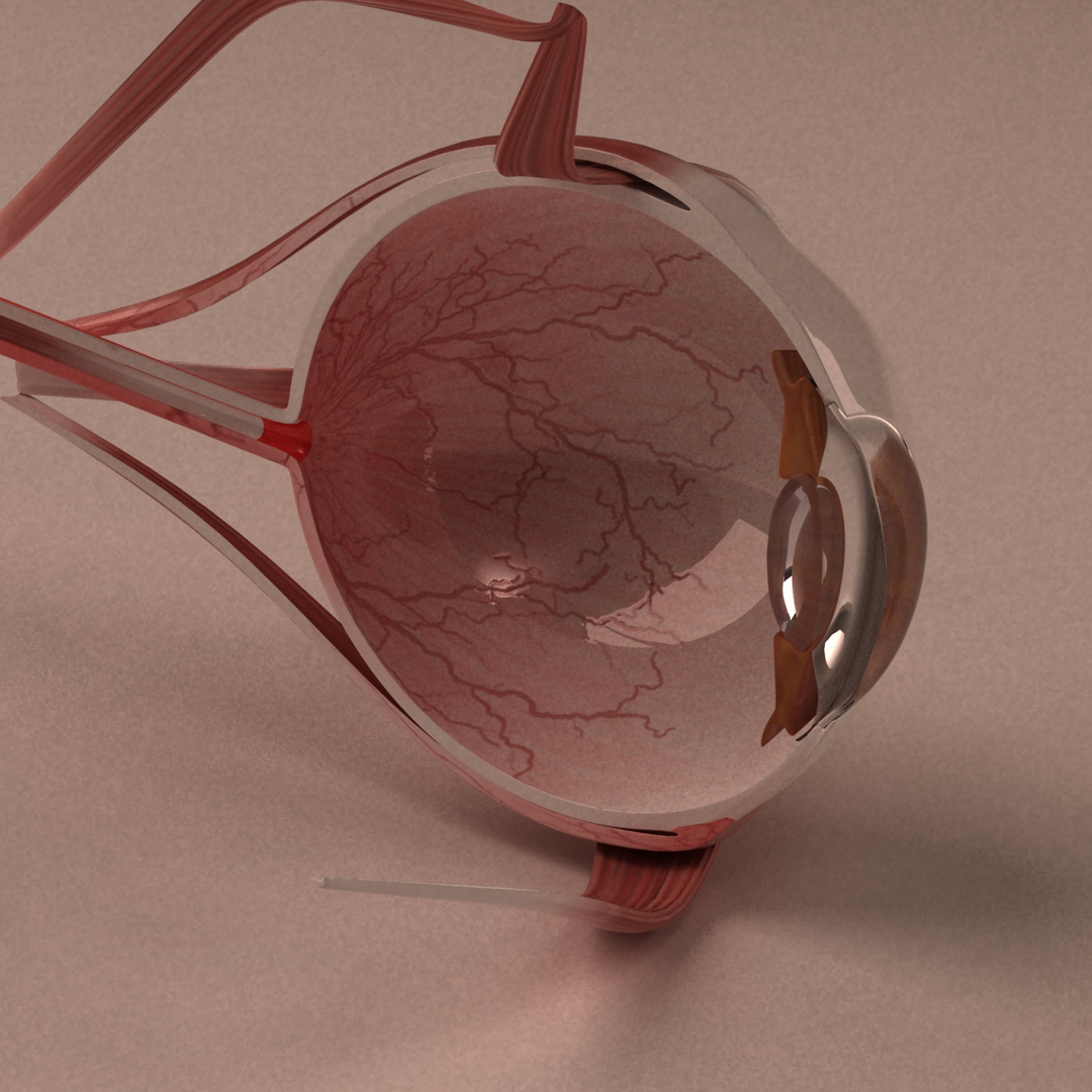 3d Model Human Eye Section