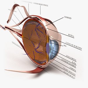 Human Anatomy - Eye Section