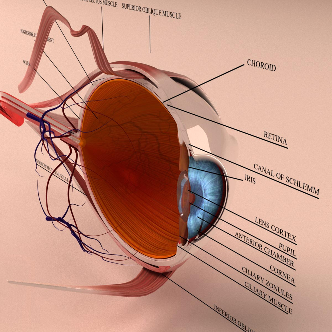 3d Model Human Eye Section