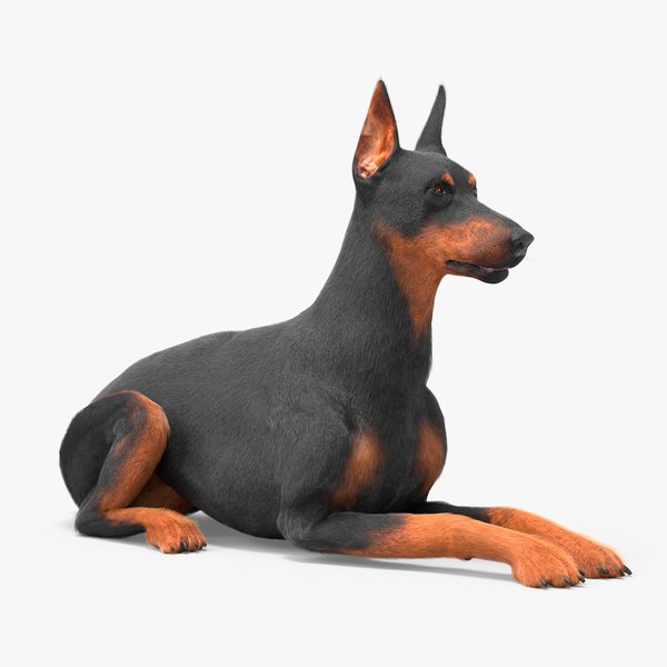 3D model Doberman Pinscher Dog Lying Down Fur