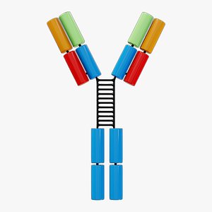 IgG3 Antibody Immunoglobulin G3 Immune Protein Structure