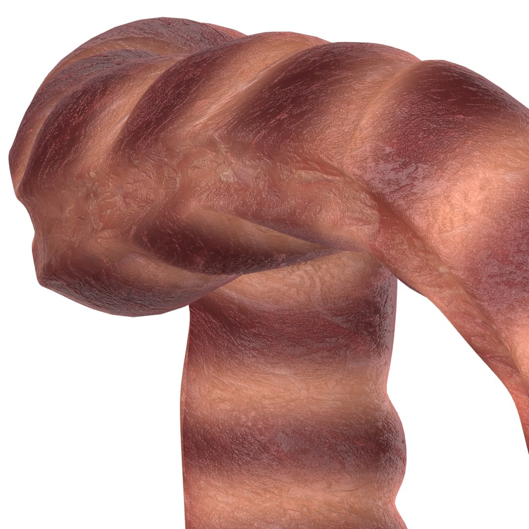 large intestine 3d model https://p.turbosquid.com/ts-thumb/c3/QuLLdB/13vJqtAD/005/jpg/1365310140/1920x1080/fit_q87/97f69ef201a34a68d4e51cf61ee4ab0d7e6b5a3e/005.jpg