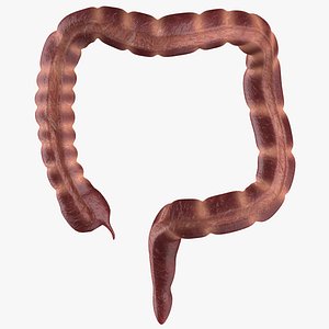 Large Intestine