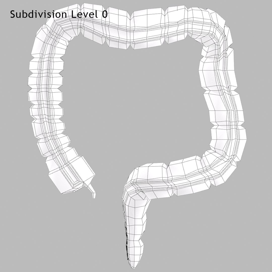 large intestine 3d model https://p.turbosquid.com/ts-thumb/c3/QuLLdB/KN9LUlDD/008/jpg/1371754707/1920x1080/fit_q87/b1db335c67d56e90ea86aa8aa5d4e046609c3d3c/008.jpg
