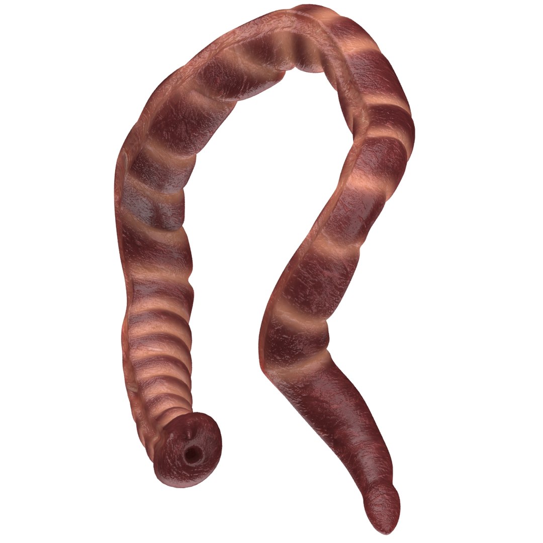 large intestine 3d model https://p.turbosquid.com/ts-thumb/c3/QuLLdB/WEhnaIyI/006/jpg/1365310140/1920x1080/fit_q87/aa82d19700dea95ab196882118a474e92c93d5de/006.jpg