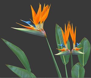 Strelitzia Bird of Paradise