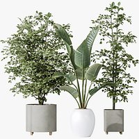 AV Indoor plants set 180 Alnus Glutinosa Alder Schwarzerle Betulus Hazel Erle and Bird Of Paradise S