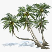 Coconut Palms Set