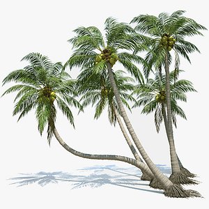 Coconut Palms Set