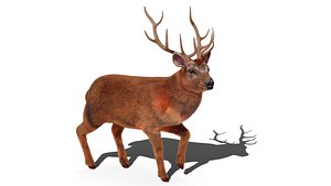 Fur Stag Deer Rigged 3D