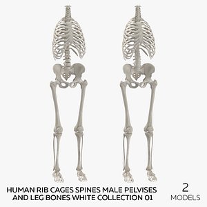 3D model Human Rib Cages Spines Male Pelvises and Leg Bones White Collection 01 - 2 models