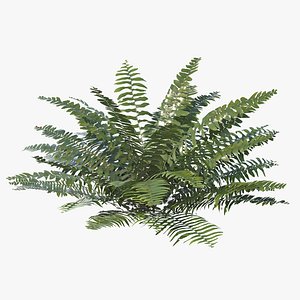 Sword Fern 03