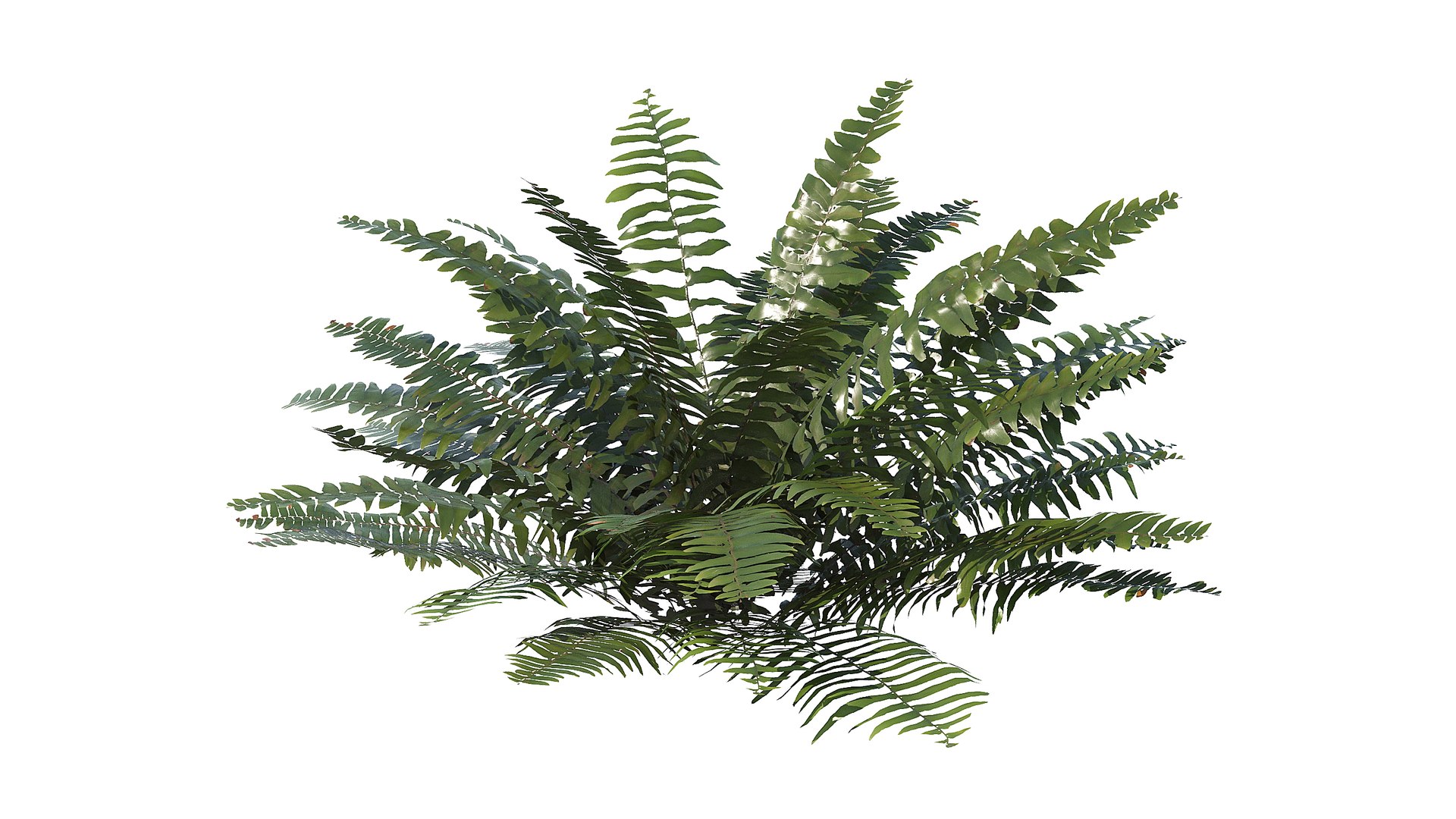 3D Sword Fern Bundle model https://p.turbosquid.com/ts-thumb/c3/hI04na/Ye/a_0000/jpg/1748864969/1920x1080/fit_q87/8f778d13510627a9275f1472a0b8ead457446b78/a_0000.jpg