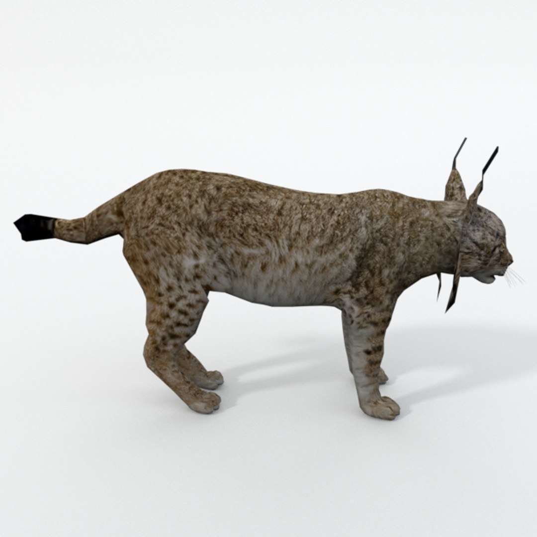 animals feline 3D model https://p.turbosquid.com/ts-thumb/c3/uXDQfA/lKaaT1SK/iberianlynx_realistic_side/png/1539004755/1920x1080/fit_q87/26917d581dbfbc32caf9d84554ce44418120b84f/iberianlynx_realistic_side.jpg