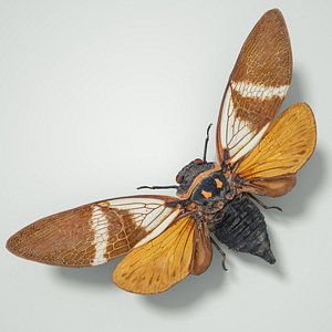 3D cicadinae anhamia floridula vietnam model