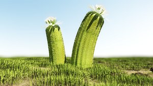 3D model Desert plant