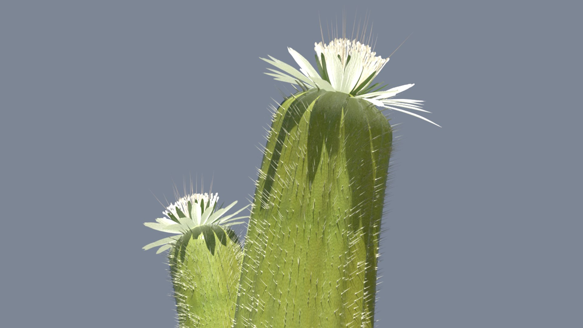 3D model Desert plant https://p.turbosquid.com/ts-thumb/c3/zZCPvW/Nz/5r00000/png/1648873690/1920x1080/fit_q87/bbaff983c390f0cbe9dd4f6e01f8d079477b84b2/5r00000.jpg