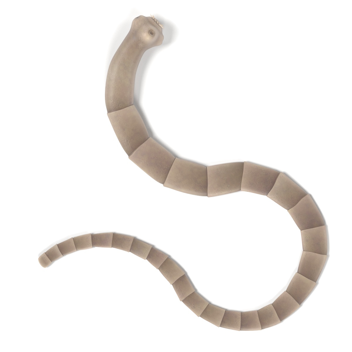 x tapeworm taenia saginata