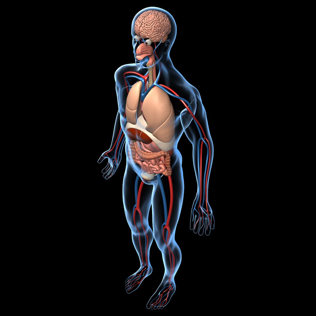 human anatomy pumping heart 3d model https://p.turbosquid.com/ts-thumb/c4/165JIp/9pMJYDqA/anatomy_brain_i/jpg/1334362874/1920x1080/fit_q87/a5f7b0bc6464f510050c257be82b584281299e0a/anatomy_brain_i.jpg