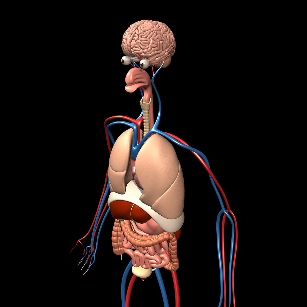 human anatomy pumping heart 3d model https://p.turbosquid.com/ts-thumb/c4/165JIp/KgKysFpE/anatomy_brain_g/jpg/1334362874/1920x1080/fit_q87/3a98ec6692913f46bf60c9da9ace51ba2b51e22f/anatomy_brain_g.jpg